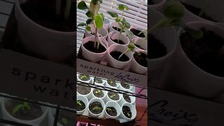 Seedlings are Underway