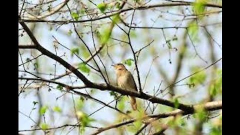 Enjoy Forest Stream Noise, Bird Songs, Soothing Sound of Nature