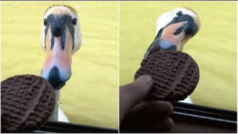 Questo cigno vuole mangiare il biscotto!