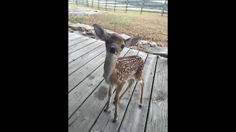 Baby Deer (Fawn) Jumping & Hopping - CUTEST Compilation!!!