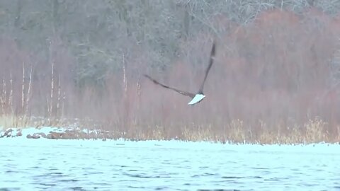 Certainly, here's another variation: "The eagle meets its end while hunting an octopus in the sea."