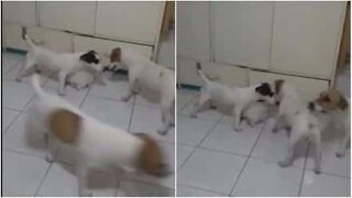 Cagnolina protegge il suo cucciolo adottivo... un gattino