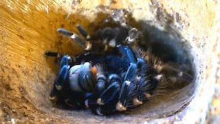 Footage captures rare moment tarantula sheds its skin