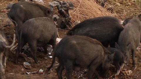 Group of black pigs eating waste products