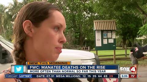 FWC: Manatees deaths higher than normal this year