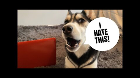 HUSKY works from home! | She was yelling!