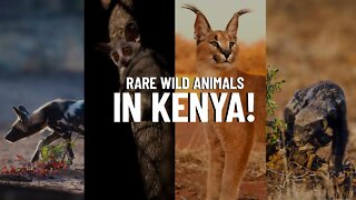 10 Rare, Unusual, and Exotic Animals You Can Spot in Kenya!