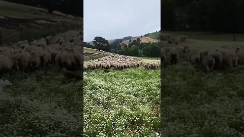 moving sheep #dog #shearing #sheephusbandry #sheep #animal #sheepsheep #sheepfarming #puppy #ranch