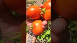 More Tomatoes!🍅🍅🍅🍅🍅