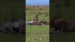 Cheetah Coalition Feast On A Zebra #shorts | #ShortsAfrica