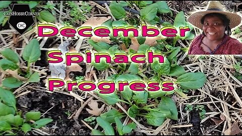 December Spinach Progress