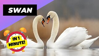 Swan - In 1 Minute! 🦢 One Of The Cutest But Dangerous Animals In The World | 1 Minute Animals