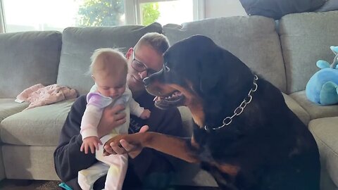 Rottweiler Tries To Cuddle Baby