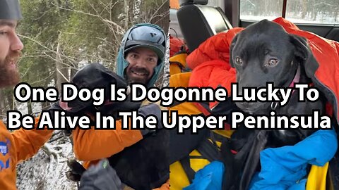 One Dog Is Dogonne Lucky To Be Alive In The Upper Peninsula