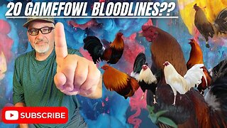 HOW LWF Has Maintained 20 Gamefowl Bloodlines And How You Can Too