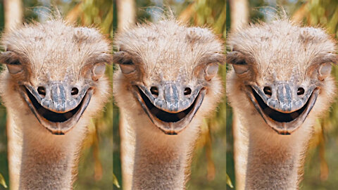 funny ostrich laugh