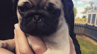 Pug puppy wags his tiny little tail