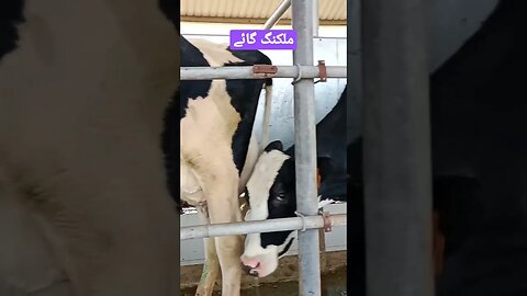 milking cows for sale #dairy #cattle #heifers #pakistan #cattle #milking #parlour #animalsale #cow