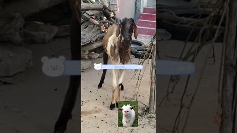 Goat video short,#shorts#,#goat video#,#animal#