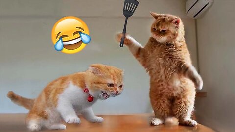 Cats funny video