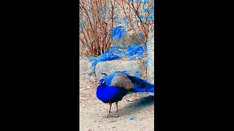 Peacock..💙💙
