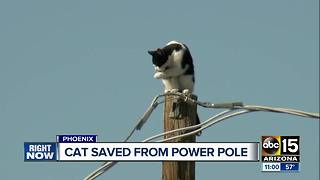 Cat saved from power pole in Phoenix