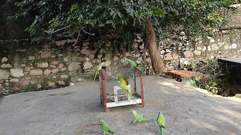 Parrot Bird Trap | How to Catch a parrot | best birds trap catching