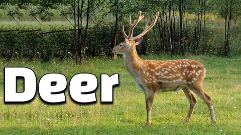 11 Amazing Facts of Deer | All about Deer for Kids