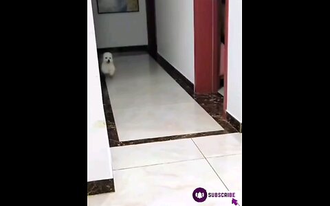 cute_*funny_*puppy_*dog_*🐈😱🤣🤣