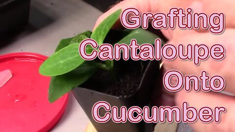 Cantaloupe Grafted onto Cucumber
