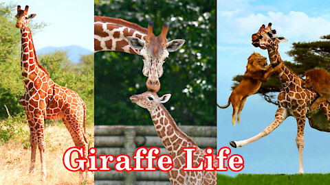 Amazing Giraffe Life story: Complete Details of Giraffe