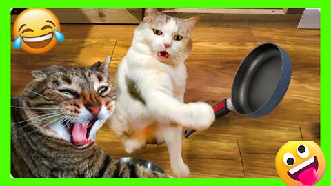 Most funniest🤣 video of cat🐈‍⬛| Epic moment catch on camera | try not to laught😑