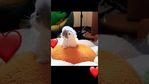 Mommy, where are you? 🐈❤️❤️ #love #tiktokvideo #pets #cat #shorts