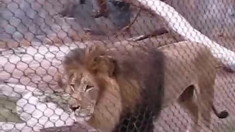 Male Lion Belts Out Epic Roar For Zoo Visitors