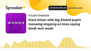 black kitten with big dilated pupils meowing stepping on knee saying bwah wah uwah