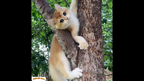 How does the cat come down from the tree?