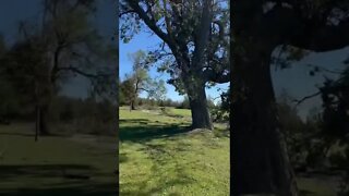 Broken Branches and Trees post Hurricane Fiona