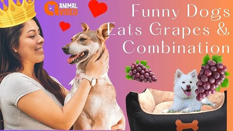 Funny Dogs Eats Grapes & Combination | Hilarious Canine Reactions | Animal Vised