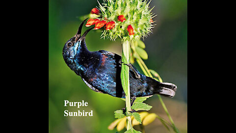 Purple Sunbird male and female bird video