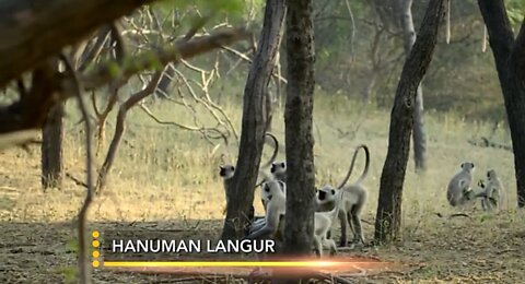 Fearless Langur Monkeys