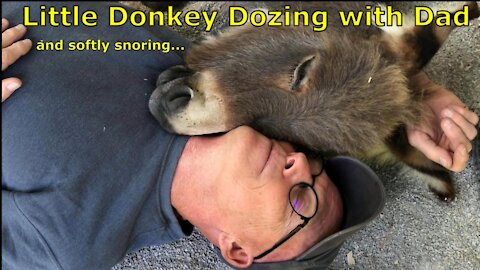 Little Donkey Dozing with Daddy while softly snoring