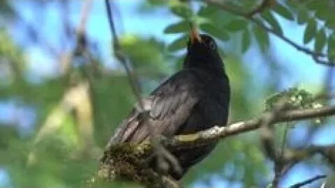 LIVE STREAMING : Suara Burung Blackbird Berkicau Panjang