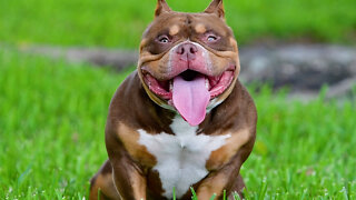 Meet King V - Son Of $2m Micro-Bully Venom | BIG DOGZ