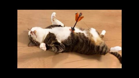 Cutest Silly Cats - Funny Cat Videos Compilation