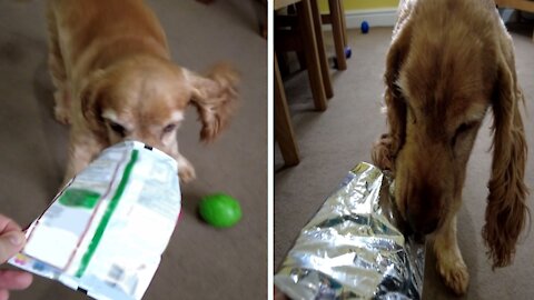 Dog licks her bag of chips/crisps clean