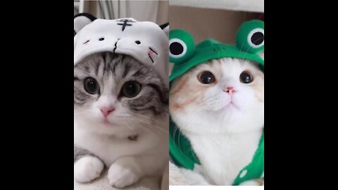 cute cats compilation #2