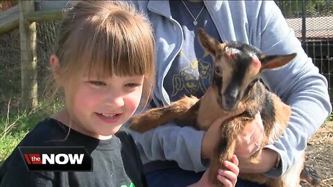 Town of Boston family raising tiny goats