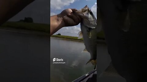 Sometimes Bass Get Camera Shy 🤷🤷😄 #shorts #fishing #catchandrelease