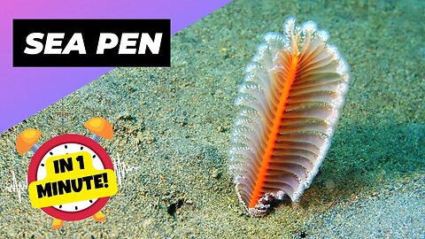 Sea Pen - In 1 Minute! 🪸 Alien-Like Creatures Of The Ocean Floor | 1 Minute Animals