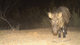 7 strange things you need to know about javelina - ABC15 Digital